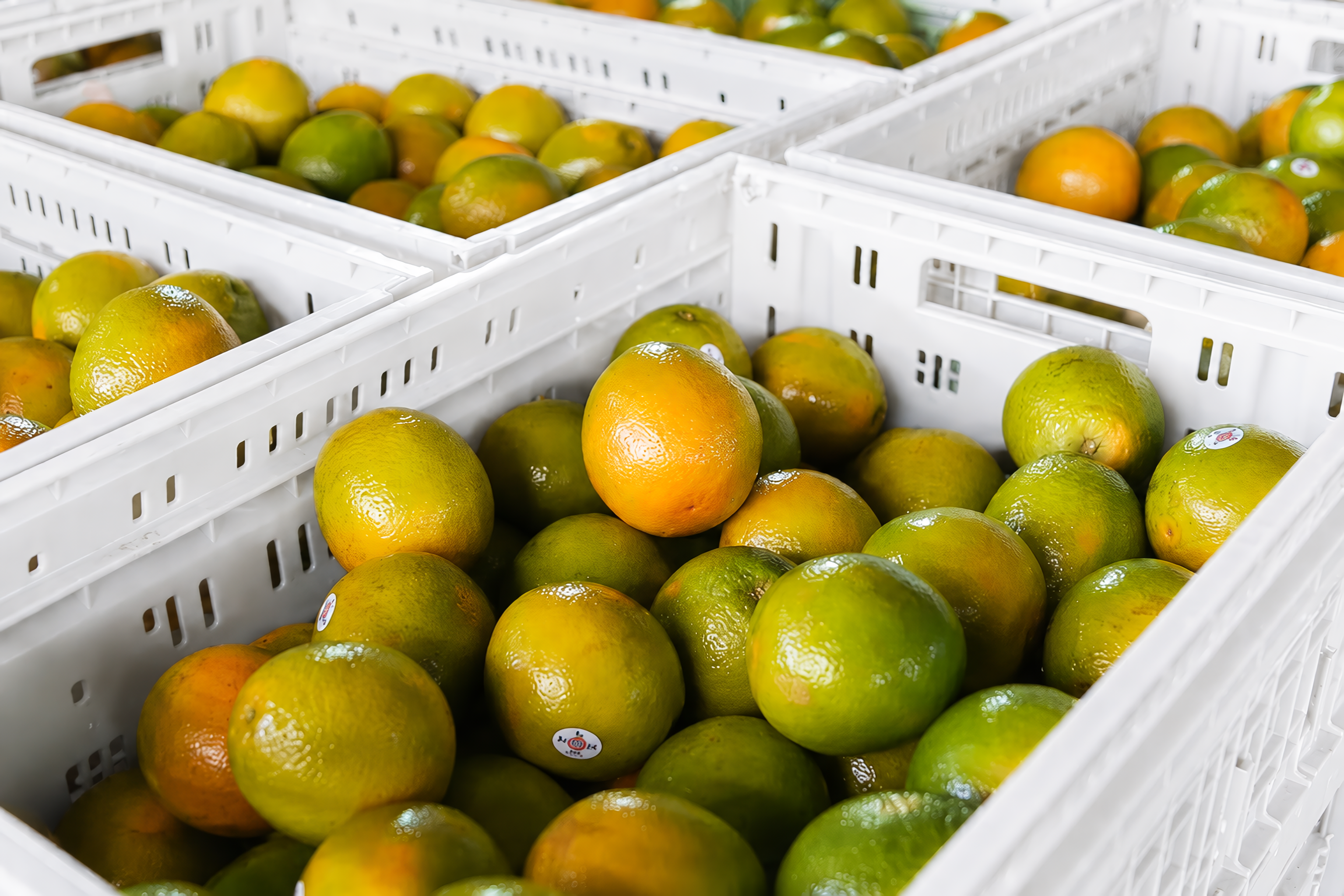 Laranjas frescas