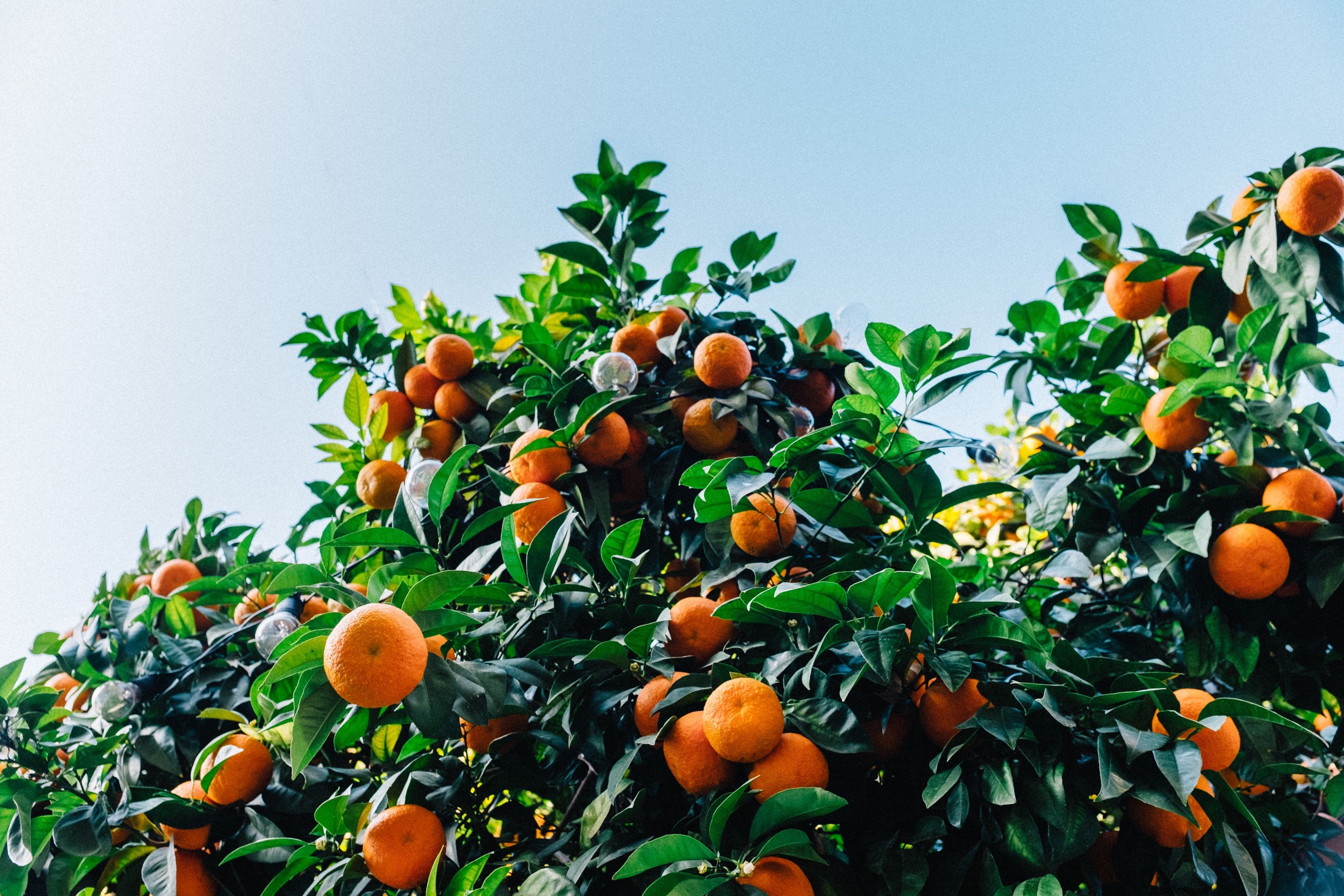 Frutas